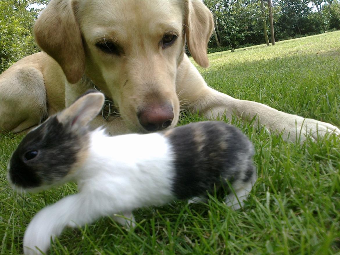 Kanin Sakino <3 (Himmel kanin <3) billede 5