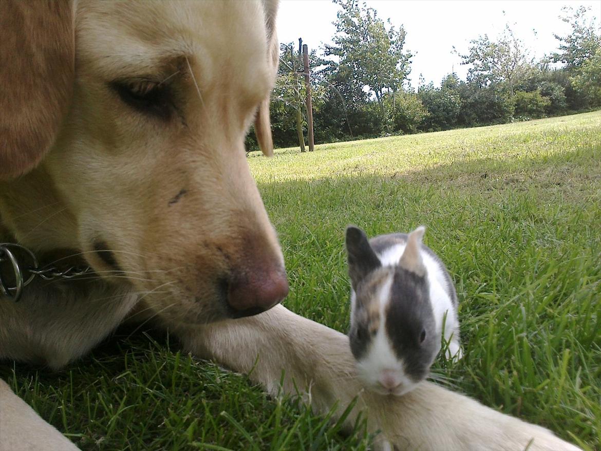 Kanin Sakino <3 (Himmel kanin <3) billede 6