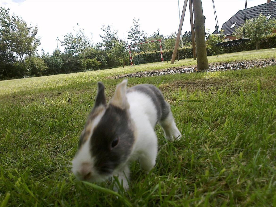 Kanin Sakino <3 (Himmel kanin <3) billede 7