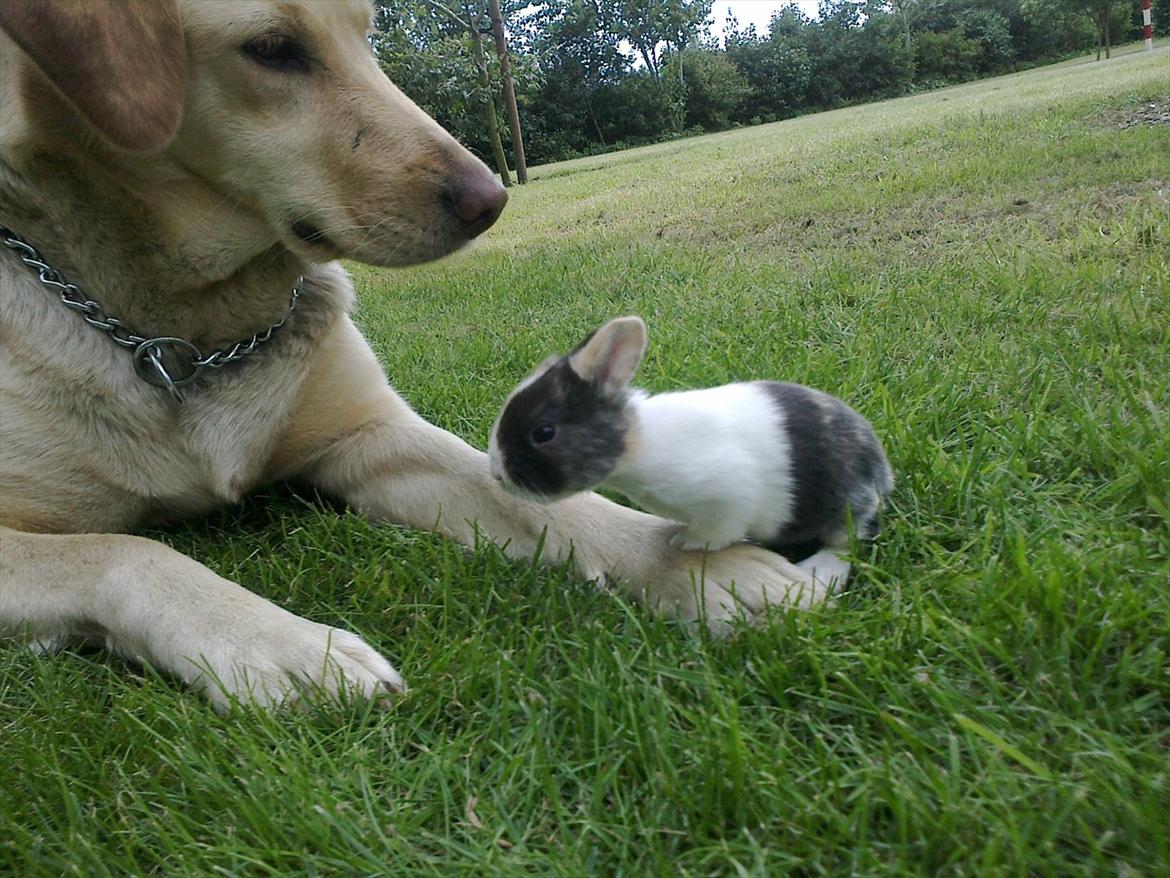 Kanin Sakino <3 (Himmel kanin <3) billede 8