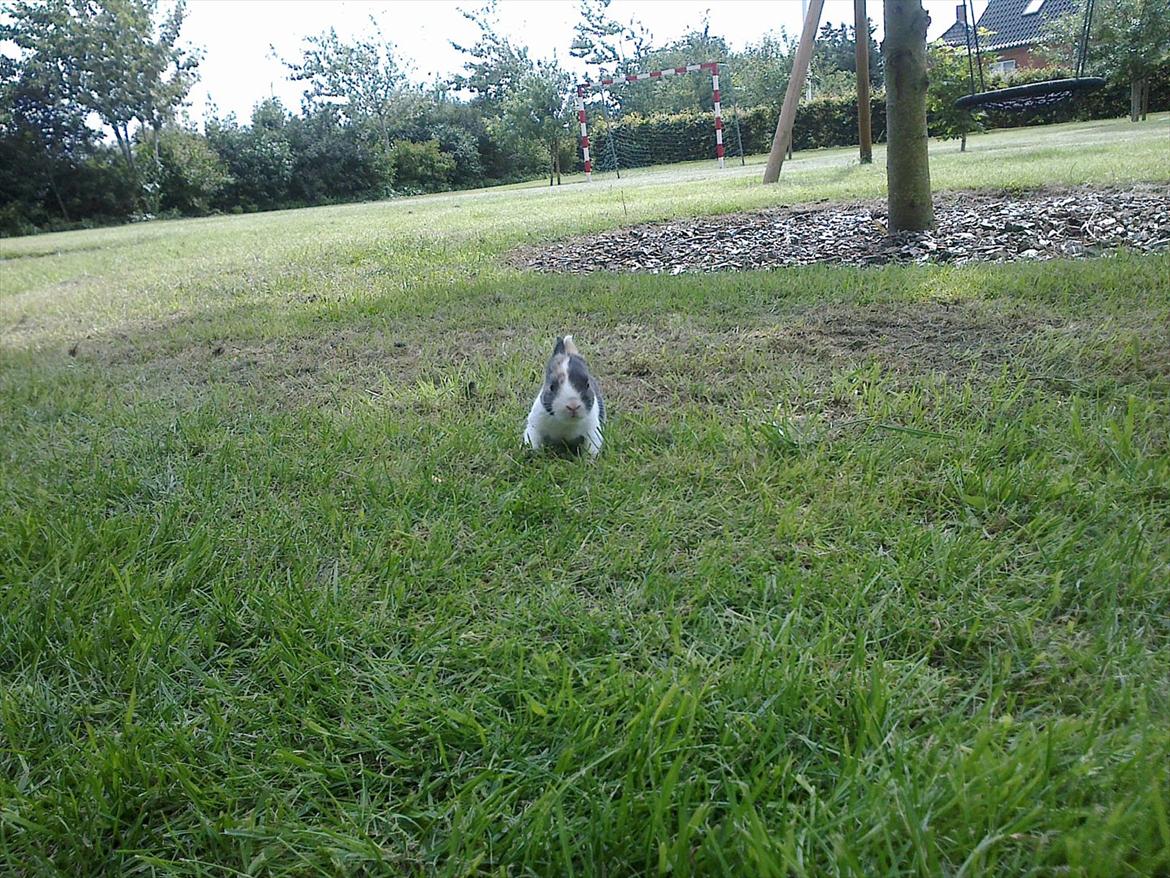 Kanin Sakino <3 (Himmel kanin <3) billede 9