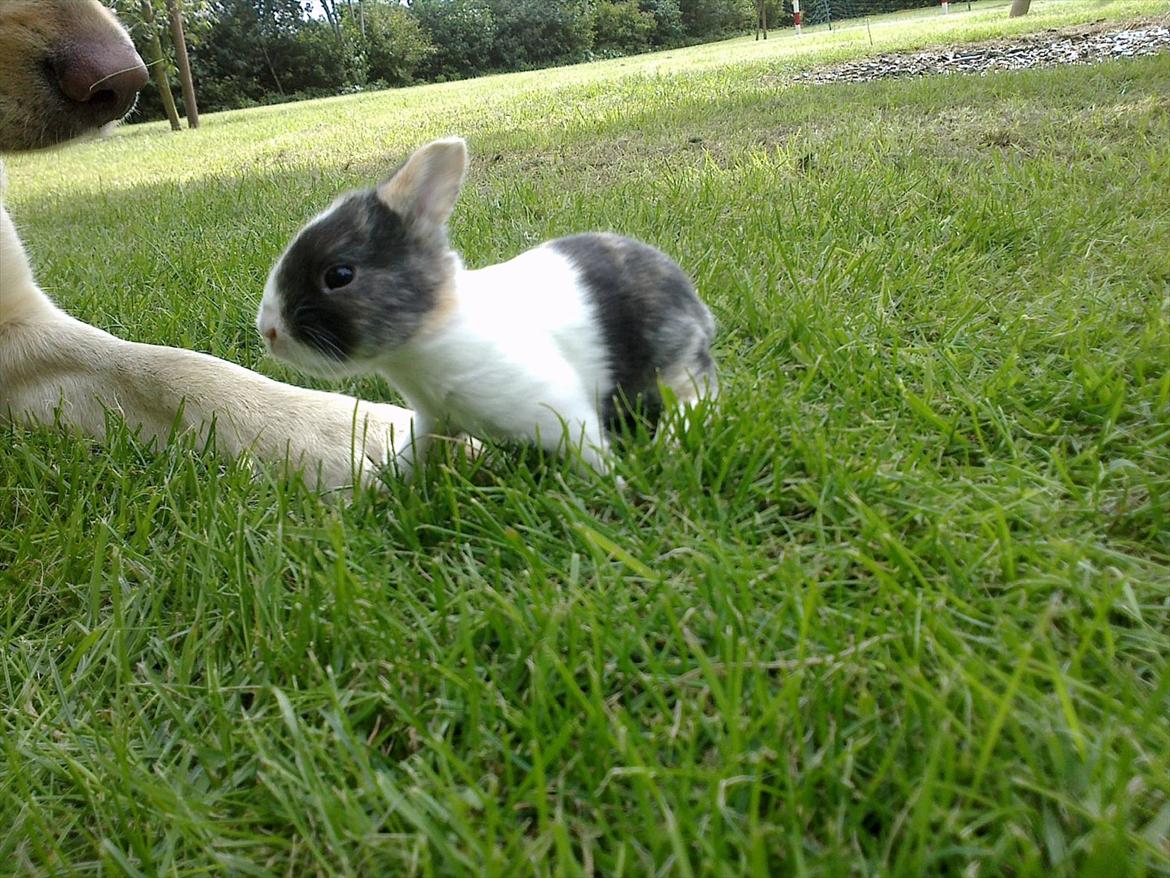 Kanin Sakino <3 (Himmel kanin <3) billede 10