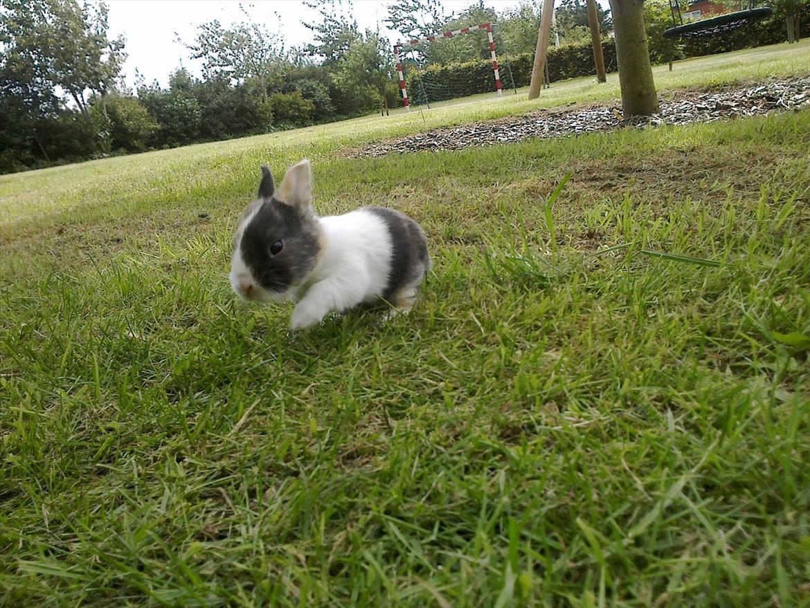 Kanin Sakino <3 (Himmel kanin <3) billede 11