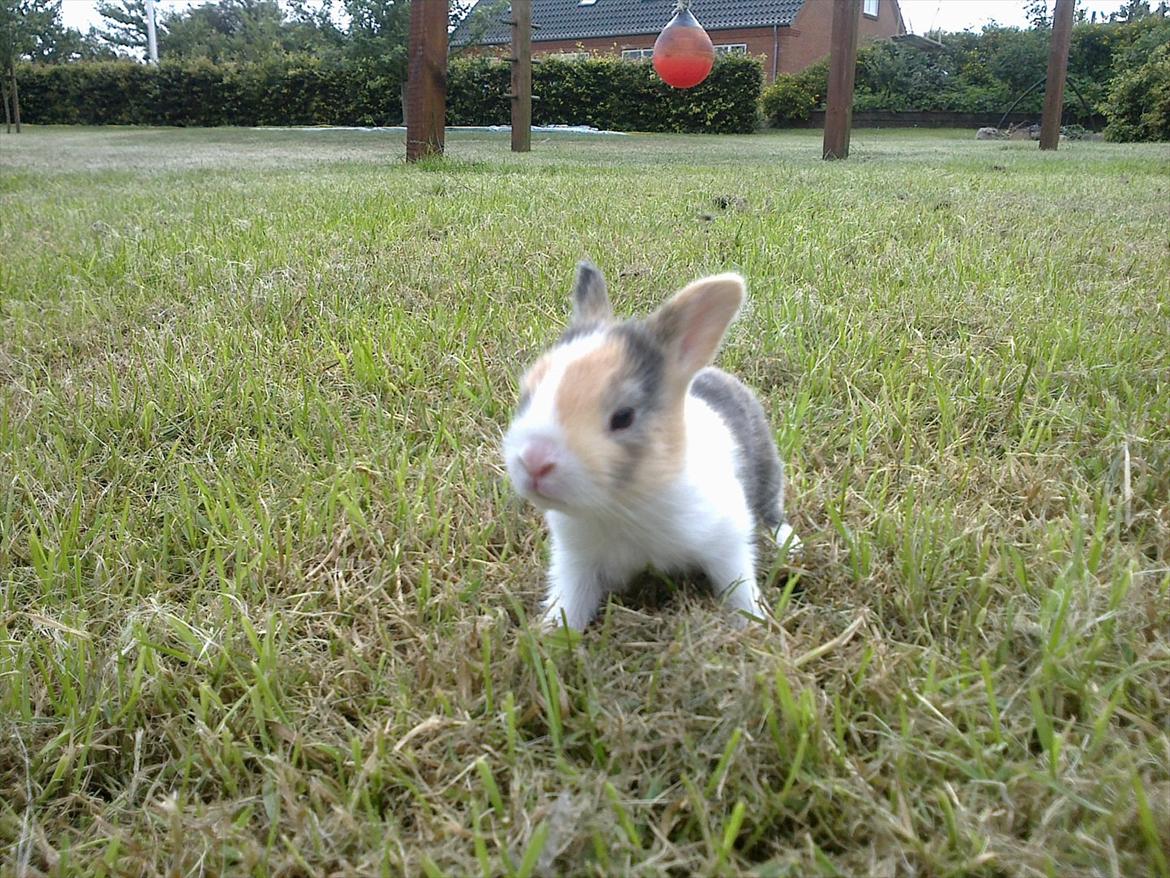 Kanin Kimino (solgt) <3 billede 1