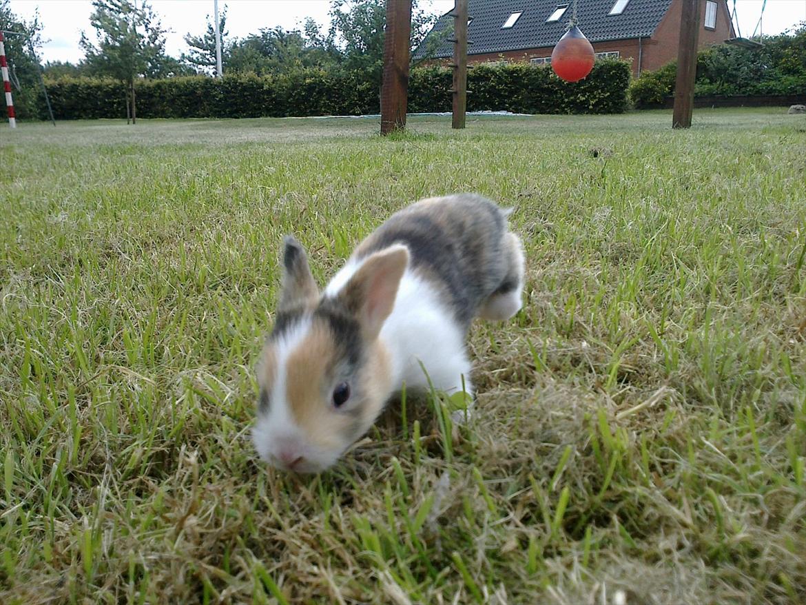 Kanin Kimino (solgt) <3 billede 2