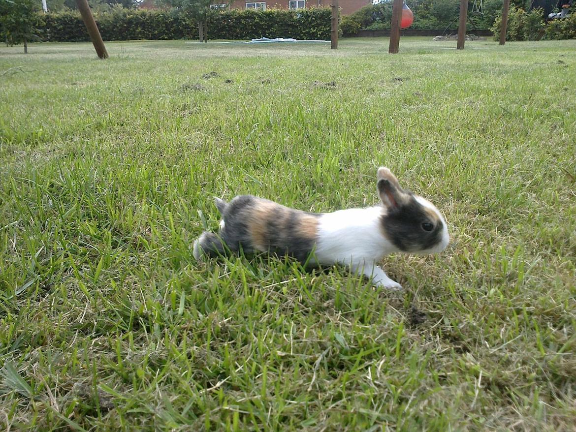 Kanin Kimino (solgt) <3 billede 3