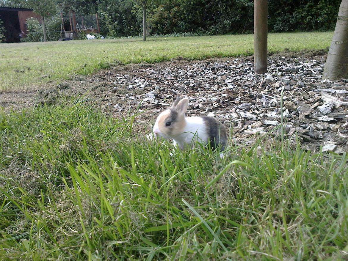 Kanin Kimino (solgt) <3 billede 4