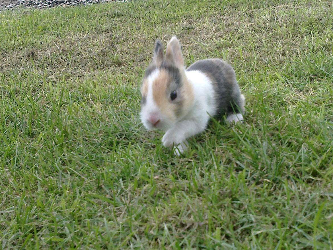 Kanin Kimino (solgt) <3 billede 5