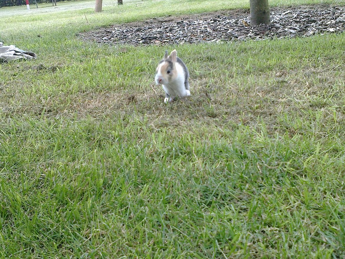 Kanin Kimino (solgt) <3 billede 6