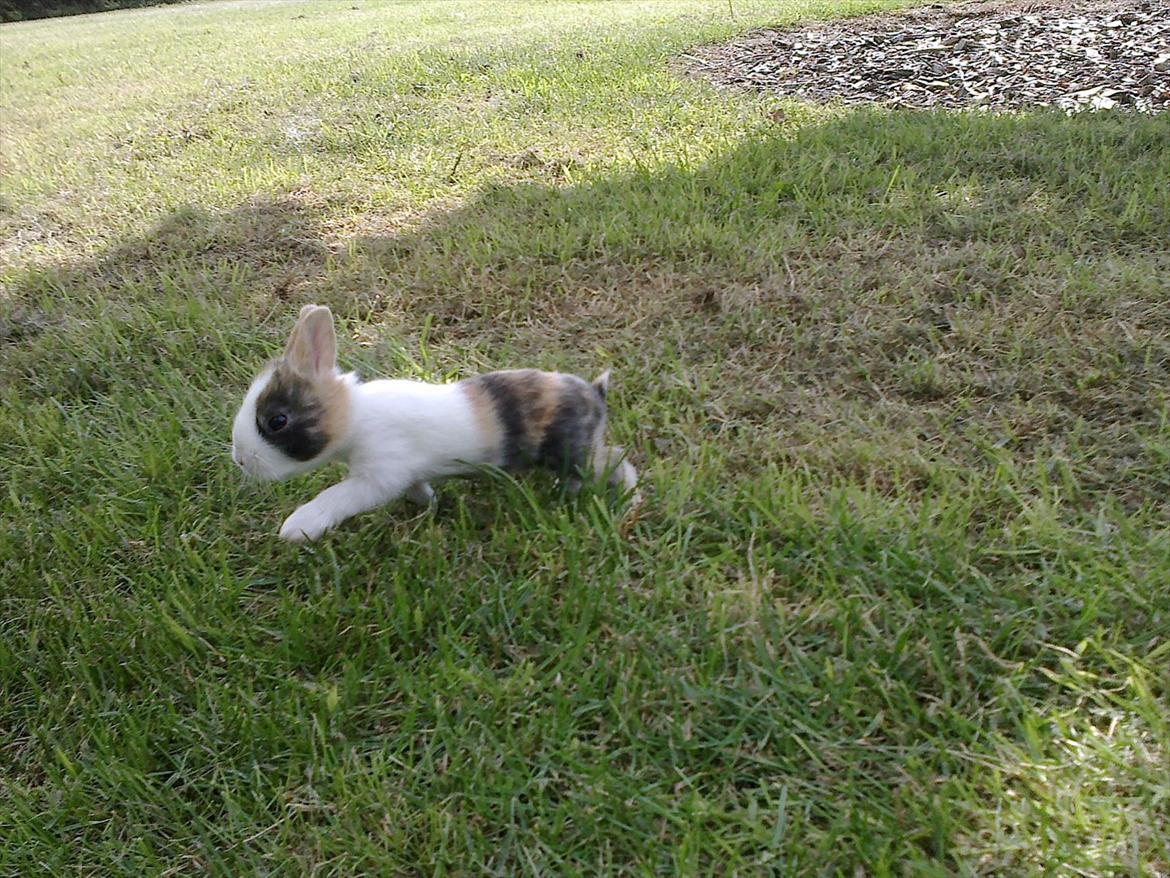 Kanin Kasaki <3 (Himmel kanin <3) billede 1