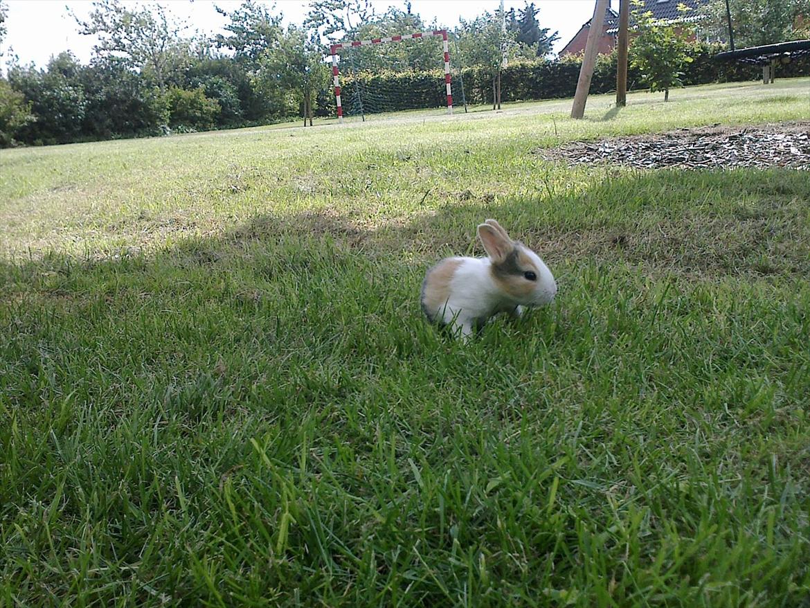 Kanin Kasaki <3 (Himmel kanin <3) billede 2