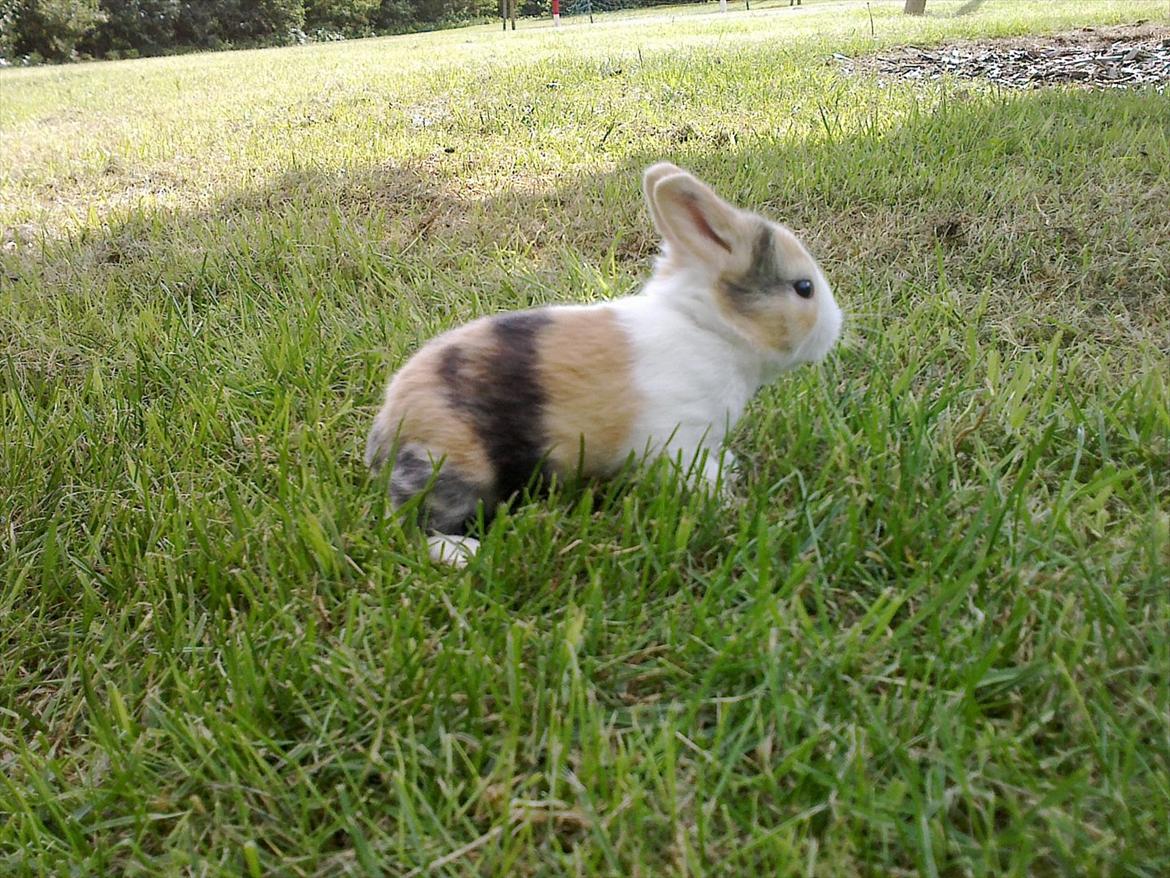 Kanin Kasaki <3 (Himmel kanin <3) billede 3