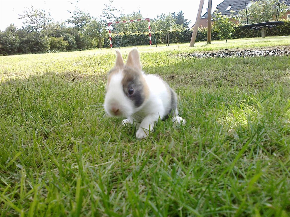 Kanin Kasaki <3 (Himmel kanin <3) billede 4