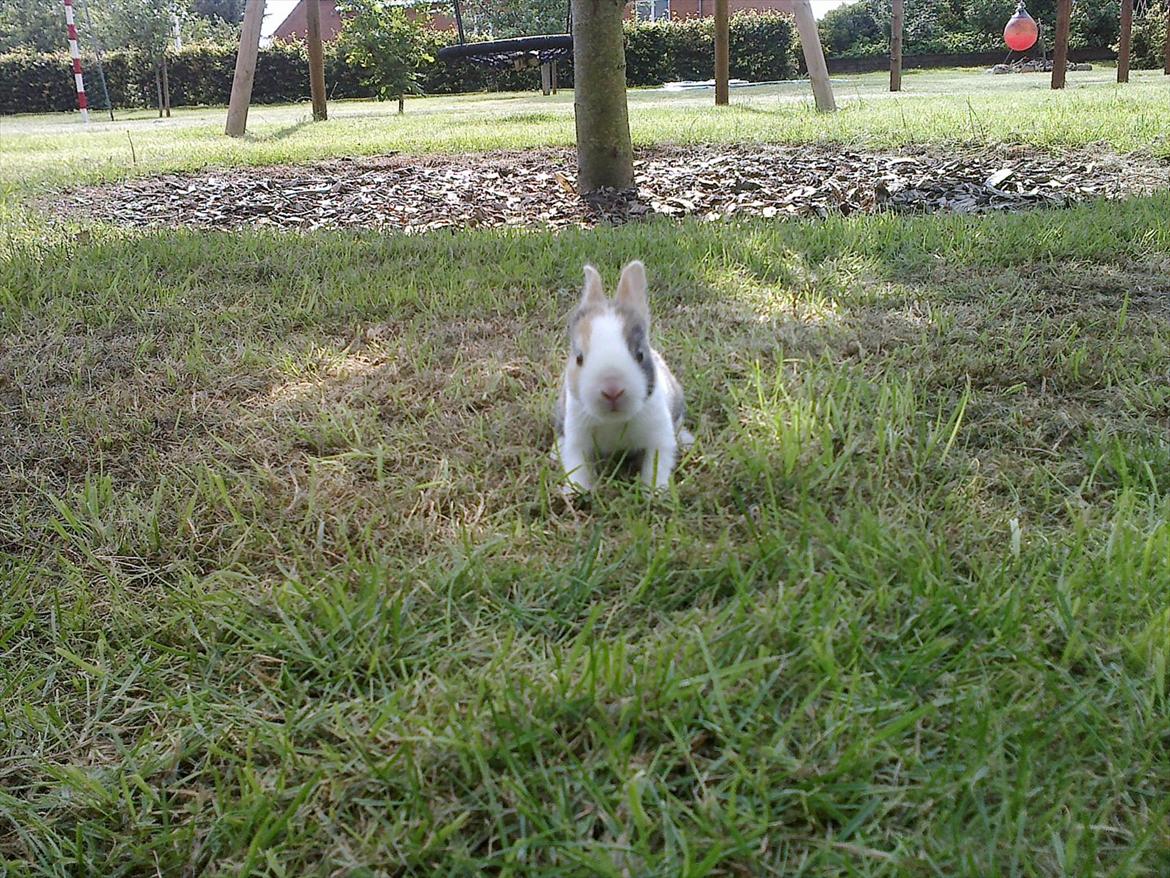 Kanin Kasaki <3 (Himmel kanin <3) billede 5