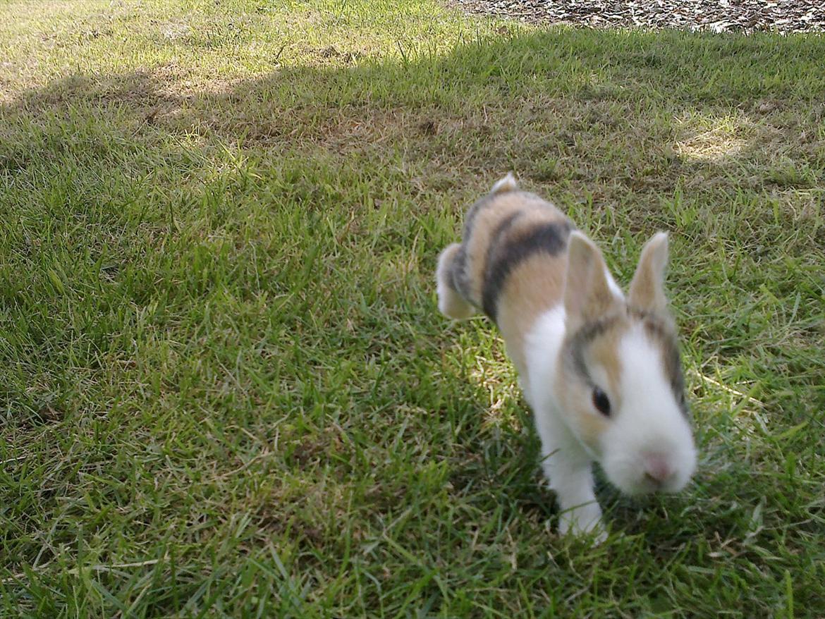 Kanin Kasaki <3 (Himmel kanin <3) billede 6