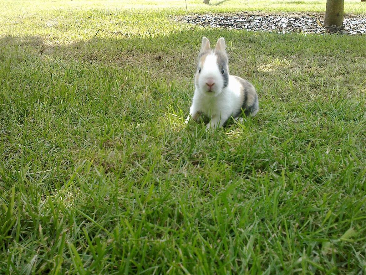 Kanin Kasaki <3 (Himmel kanin <3) billede 7