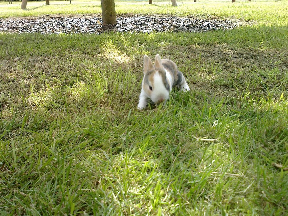 Kanin Kasaki <3 (Himmel kanin <3) billede 8