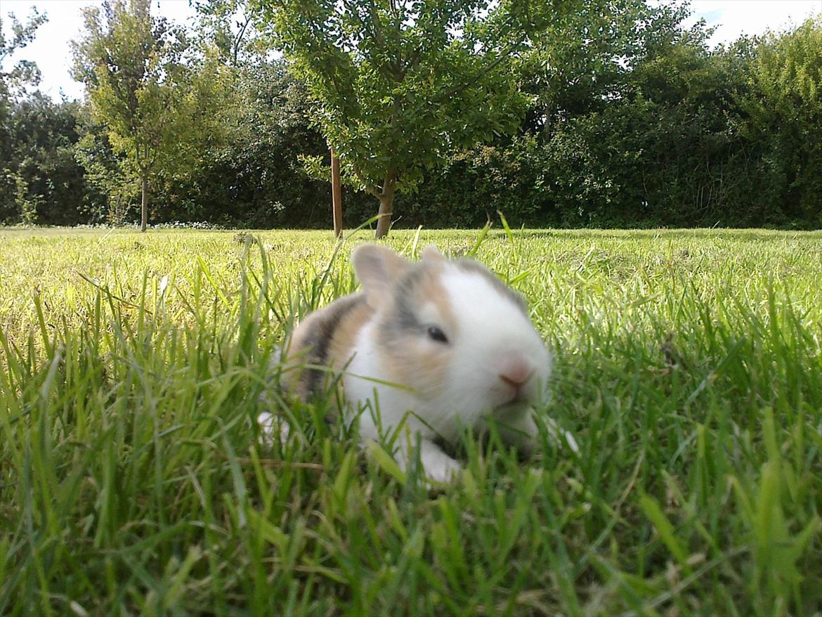 Kanin Kasaki <3 (Himmel kanin <3) billede 9