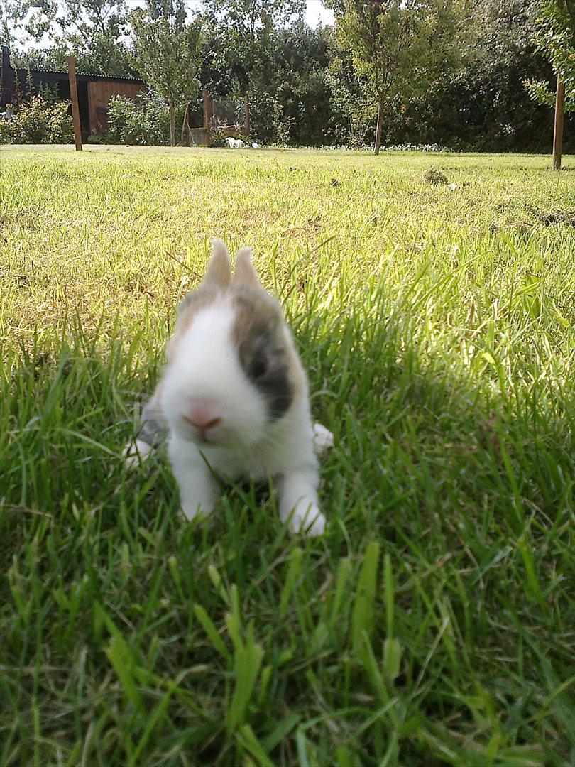 Kanin Kasaki <3 (Himmel kanin <3) billede 10