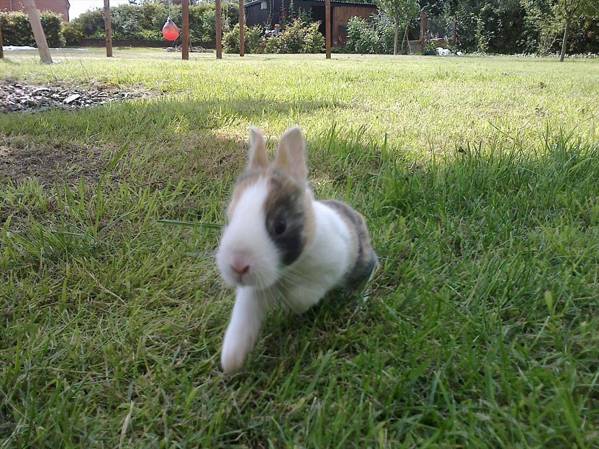 Kanin Kasaki <3 (Himmel kanin <3) billede 11