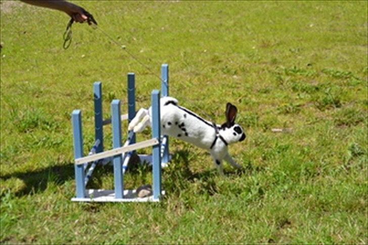 Kanin Team Winther`s Spidermann  <3 R.I.P. - Basse i Let lige (= billede 14