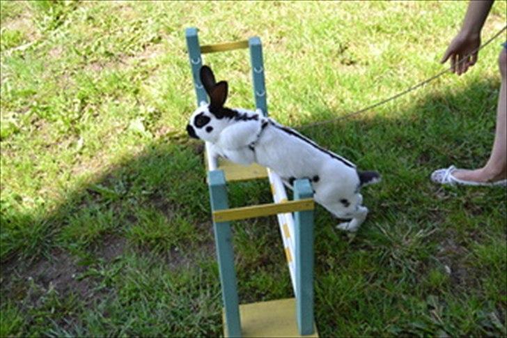 Kanin Team Winther`s Spidermann  <3 R.I.P. - igen i Middelsvær lige til Foaks mesterskaberne billede 15