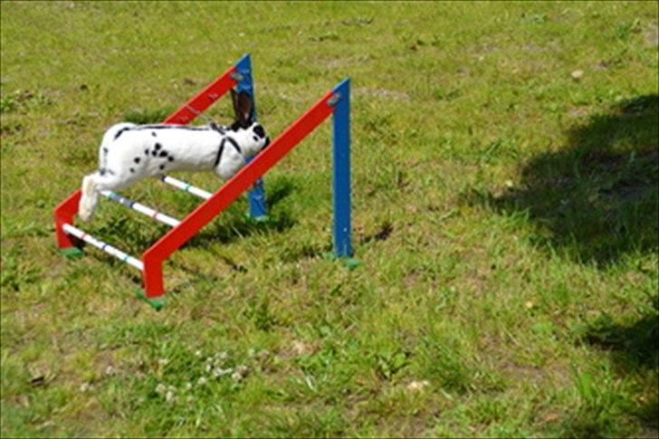 Kanin Team Winther`s Spidermann  <3 R.I.P. - Igen i Middelsvær. HAn er bare for SEJ =D billede 16