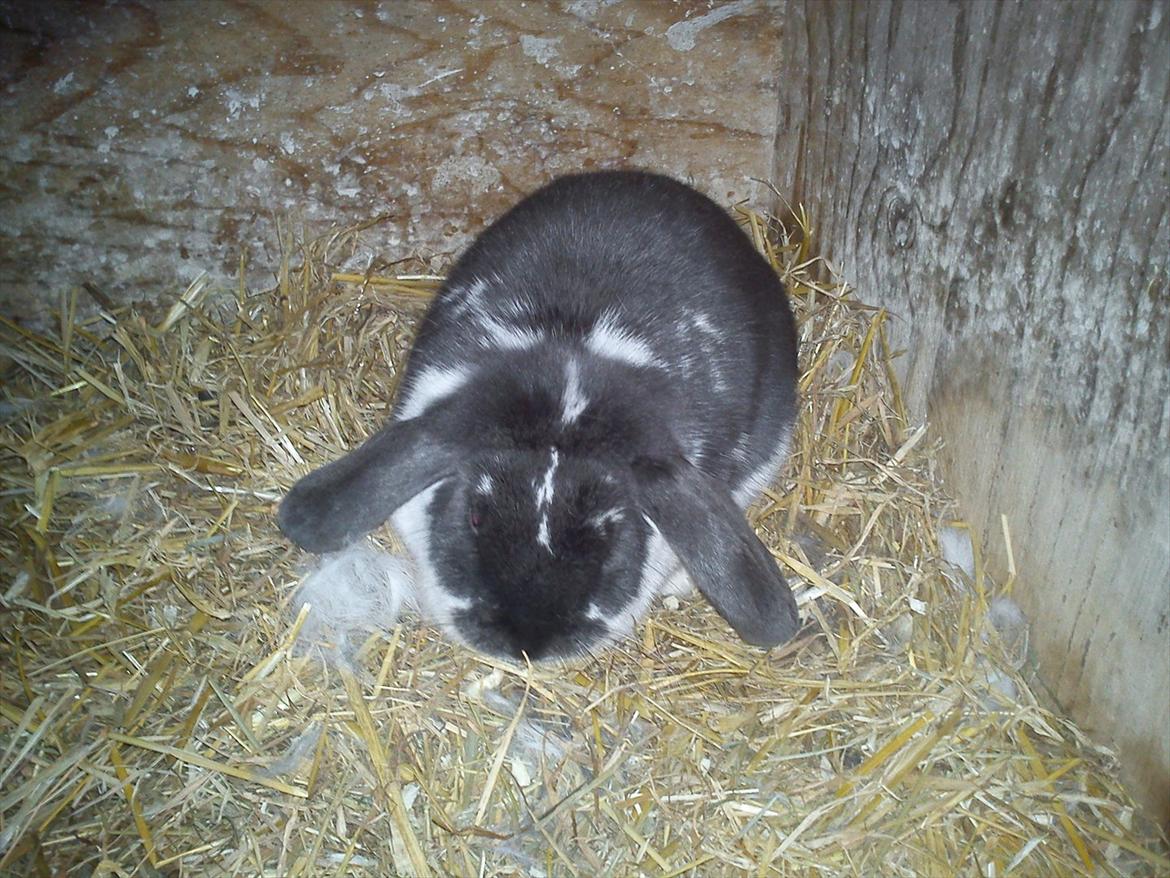 Kanin Sveske - et stykke tid før hun fik unger billede 1