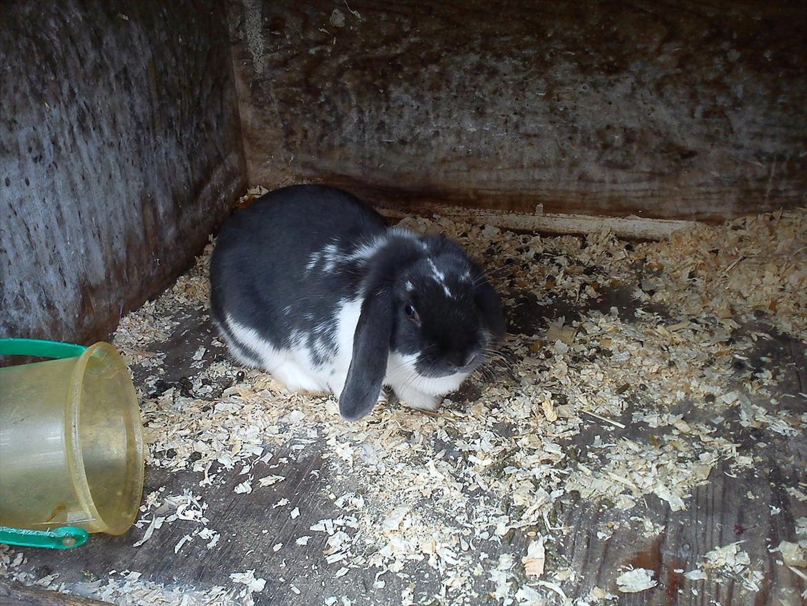 Kanin Sveske - "alt skal ind på den anden side " tænker hun billede 3