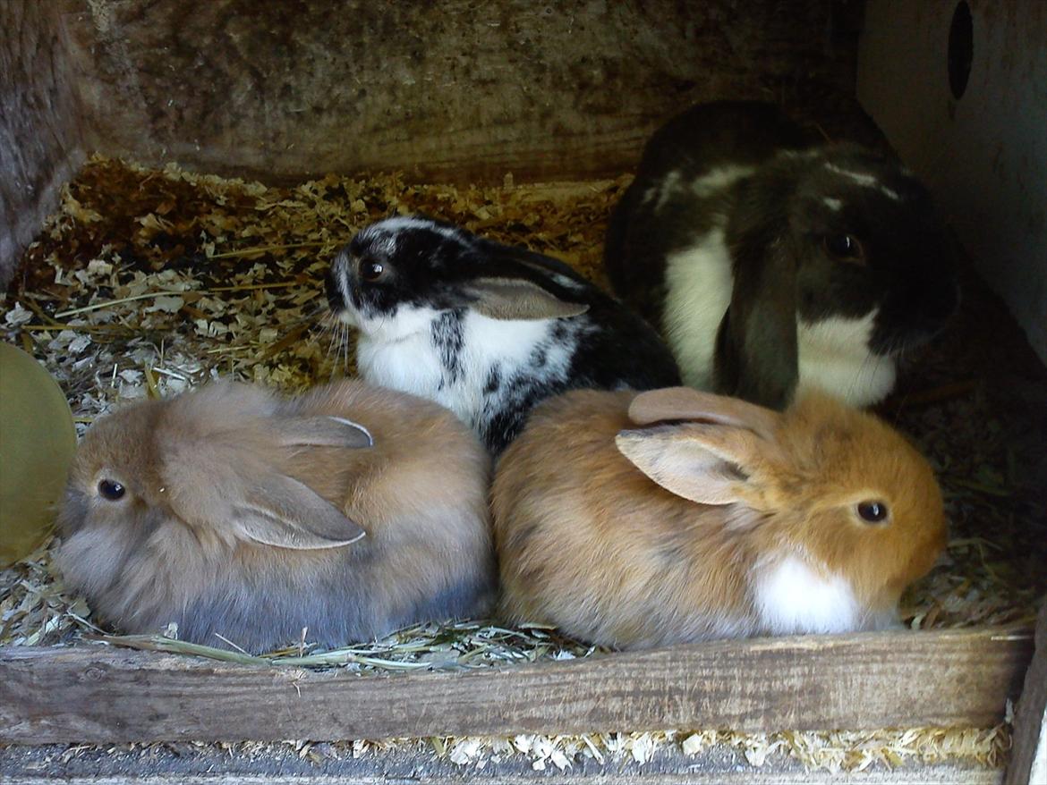 Kanin Sveske - Min lille sveske sammen med sine unger :) billede 4