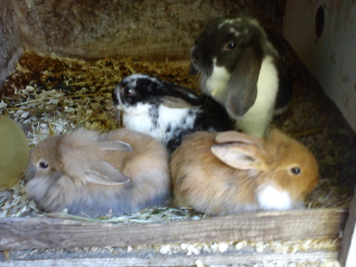 Kanin Sveske - Min lille sveske sammen med sine unger :) igen billede 5