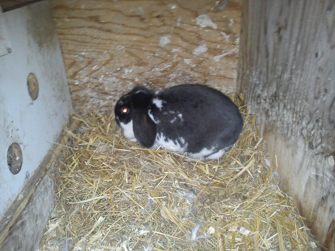 Kanin Sveske - også et stykke tid før hun fødte billede 2