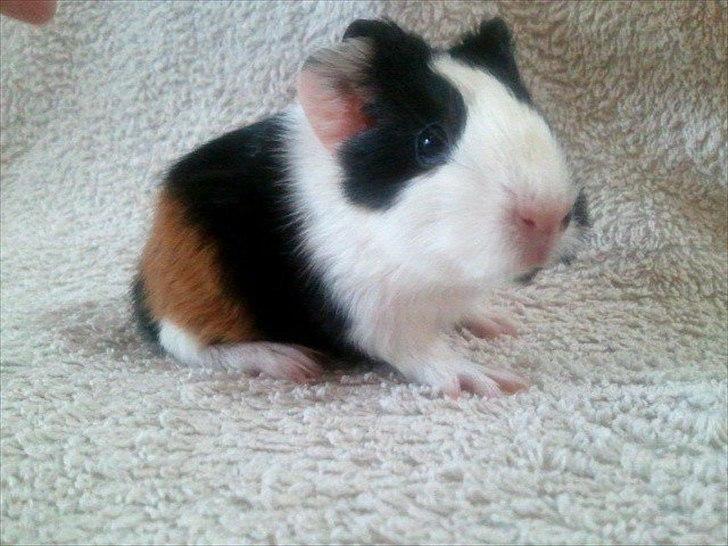 Marsvin Nadie - Det er så mig som lille baby.
Er jeg ikke bedårende?
 billede 15