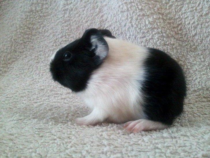 Marsvin Nadie - Jeg ved det, jeg er en lille lækker en :) billede 19