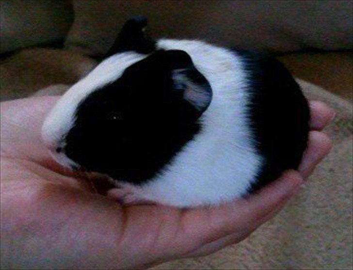 Marsvin Nadie - 2 dage gammel billede 17