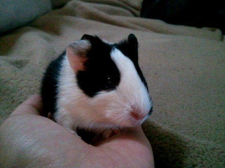 Marsvin Nadie - Jeg var nu ikke ret stor da.. billede 16