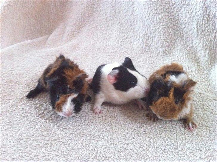 Marsvin Nadie - Mig og mine brødre :)
Fra venstre: Snip , MIG og Punk
Vi er kun 1 dag gammel her. billede 18