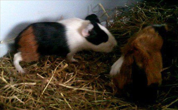 Marsvin Nadie - Her er min bror Punk og jeg lige på gåtur i buret. billede 14