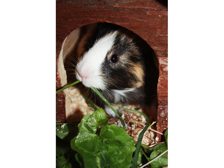 {{currentPhoto.altText}} billede {{currentPhoto.number}}