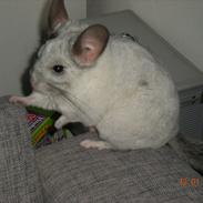 Chinchilla Jack
