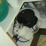 Chinchilla Jack