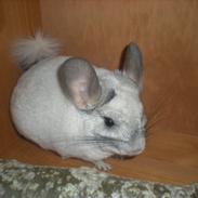 Chinchilla Jack