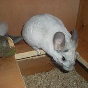 Chinchilla Jack