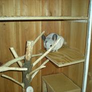 Chinchilla Jack