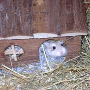 Hamster Holyfield