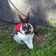 Kanin Nánük. GIVES VÆK