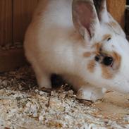 Kanin Karamel:*