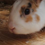 Kanin Karamel:*