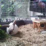 Kanin Winds Marquis De Sade