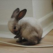 Kanin Winds Marquis De Sade